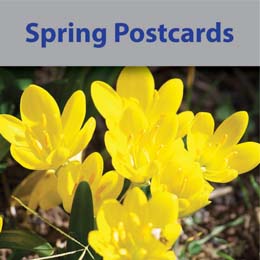 Spring Postcards